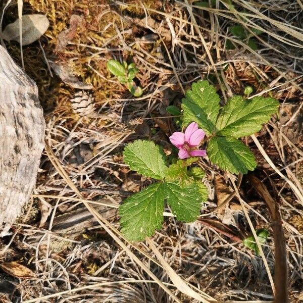 Rubus arcticus Blomst