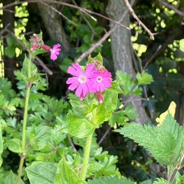 Silene pendula Květ