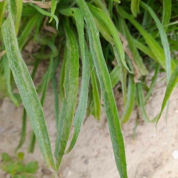 Plantago ovata Leaf