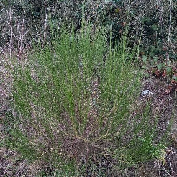 Cytisus scoparius Habitus