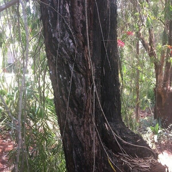 Melaleuca viminalis Bark