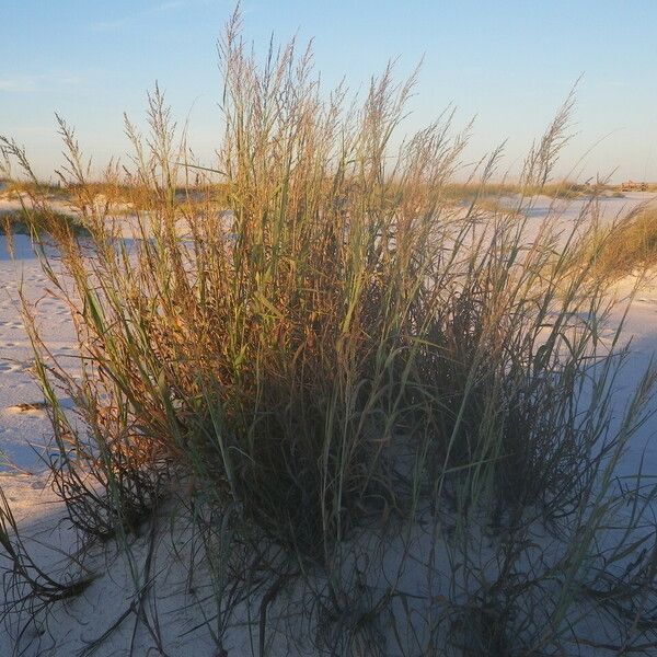 Panicum amarum Habitus