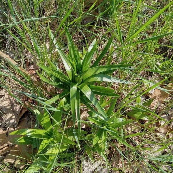 Luzula sylvatica Liść