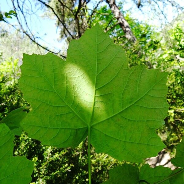 Acer opalus Fuelha