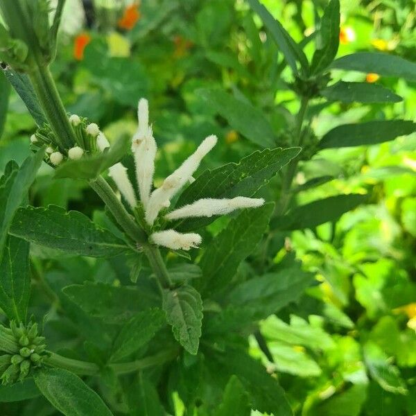 Leonotis leonurus Virág