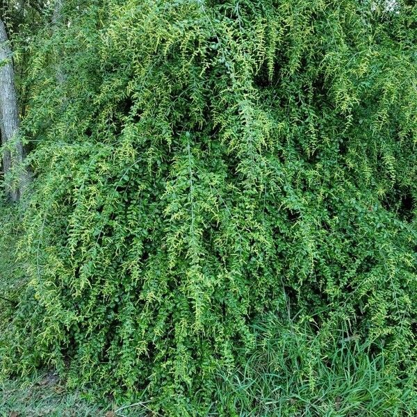 Ligustrum sinense Habitus