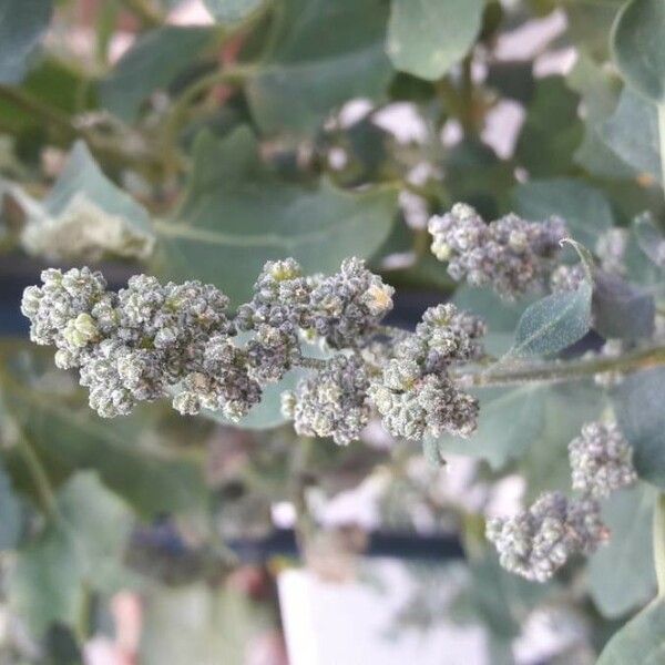 Chenopodium quinoa Цветок