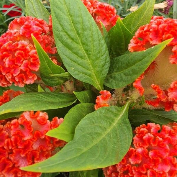 Celosia argentea Leht