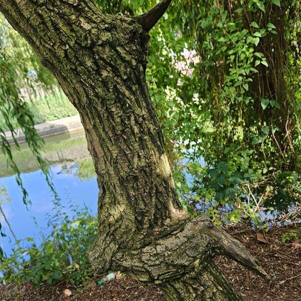 Salix × pendulina Écorce