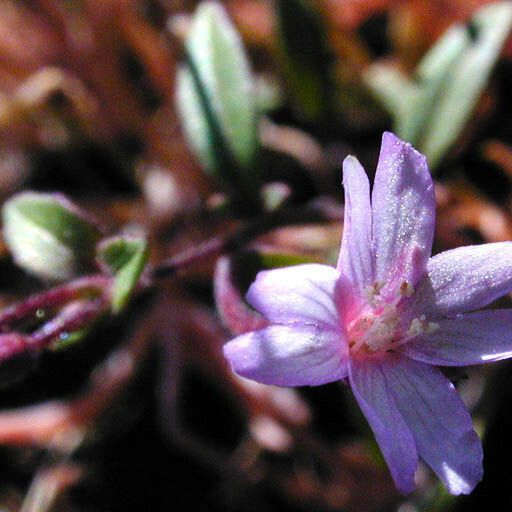 Epilobium minutum Virág