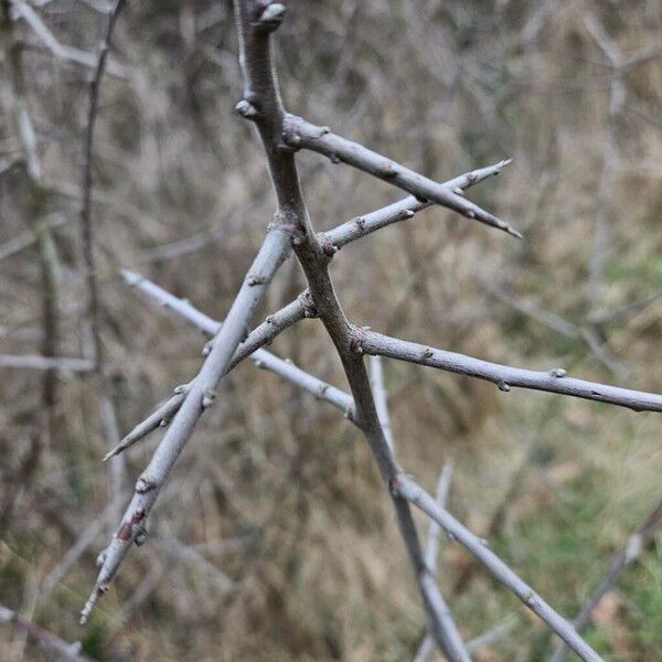 Prunus spinosa Bark