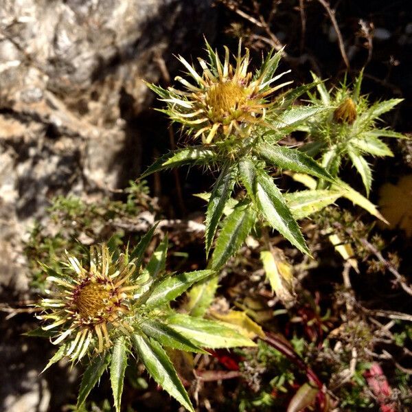 Carlina vulgaris Cvet