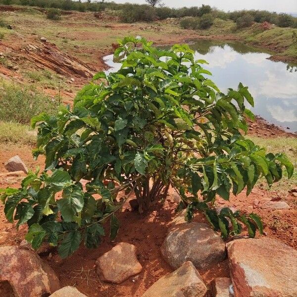 Croton megalocarpus Plante entière