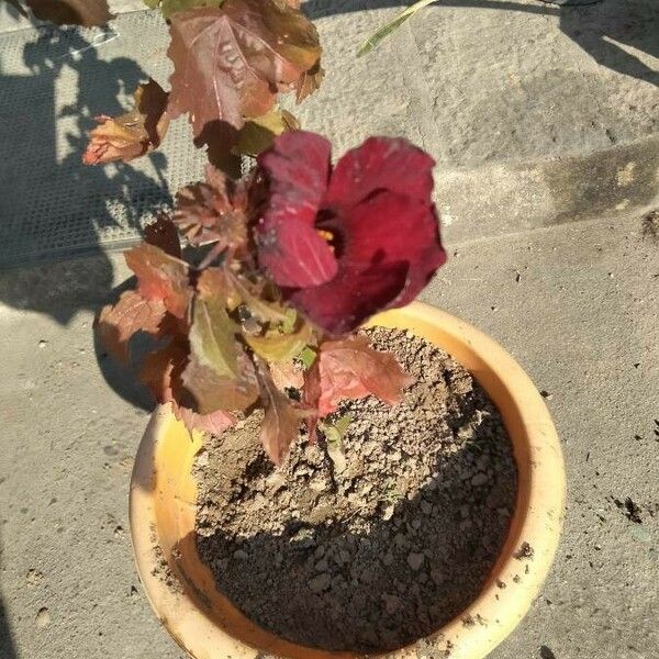 Hibiscus acetosella Fiore