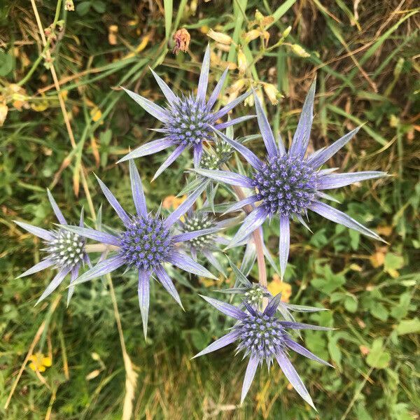 Eryngium bourgatii 花