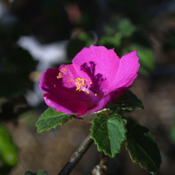 Pavonia lasiopetala Flor