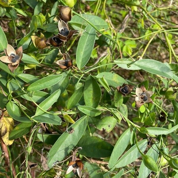 Aniseia martinicensis Leaf