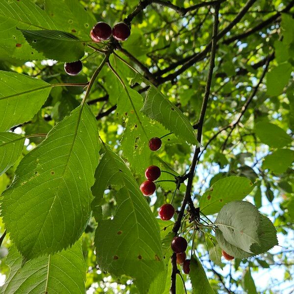 Prunus avium Gyümölcs