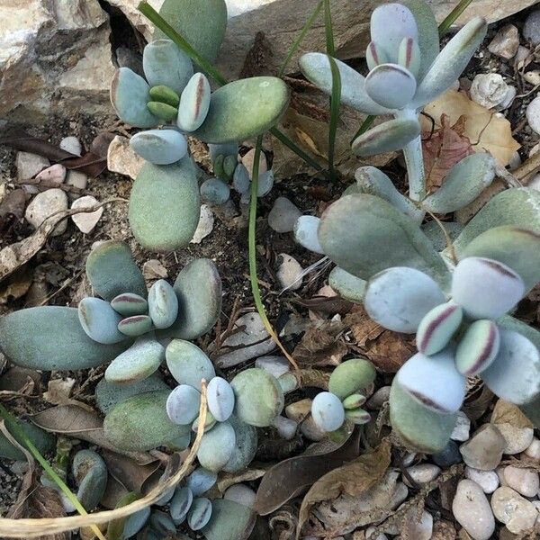 Adromischus liebenbergii Folha