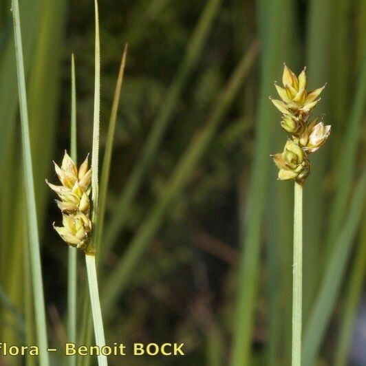 Carex heleonastes Muu