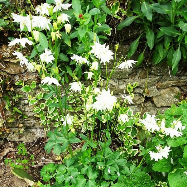 Aquilegia vulgaris ശീലം