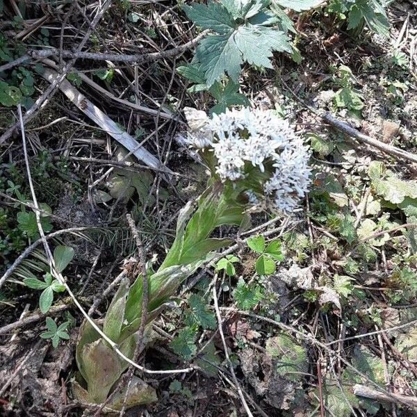 Petasites frigidus পাতা