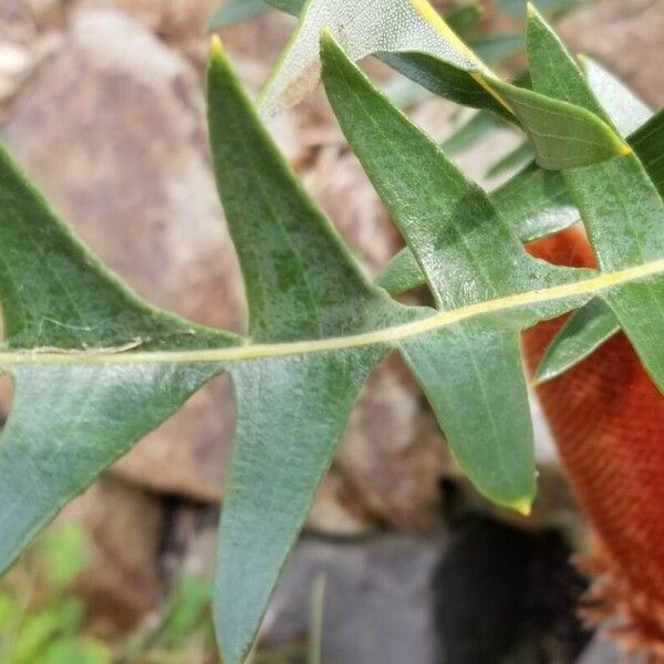 Banksia blechnifolia Лист