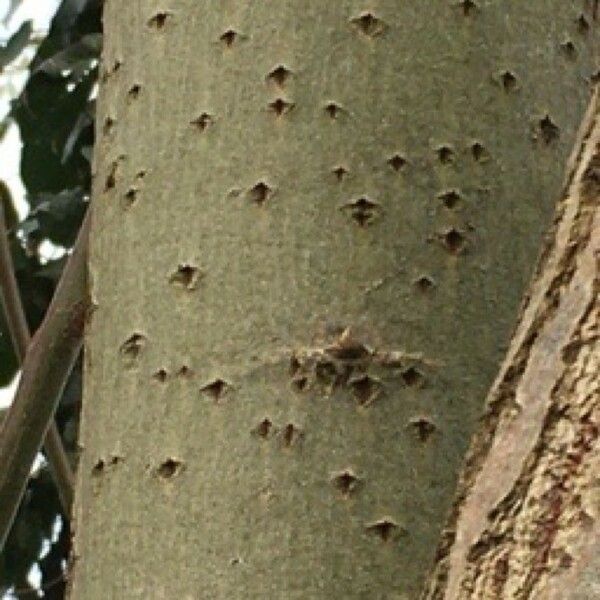 Salix daphnoides Bark