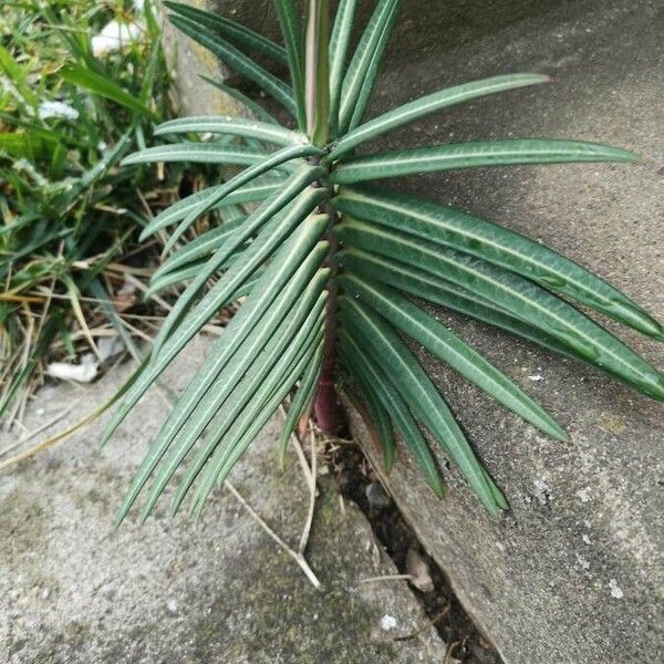 Euphorbia lathyris Leaf