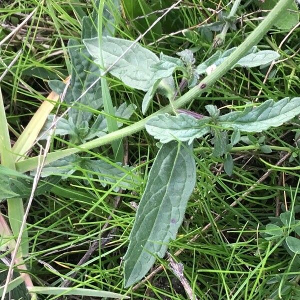 Verbena supina Liść