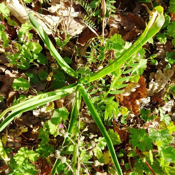 Muscari comosum Листок