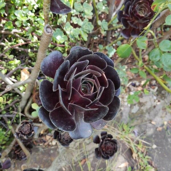 Aeonium arboreum Blomst