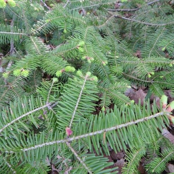 Abies balsamea Lehti