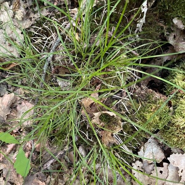 Carex pilulifera List