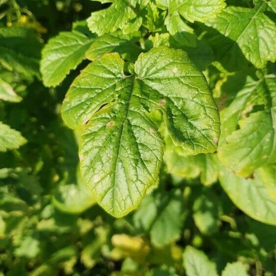 Sinapis alba Leaf