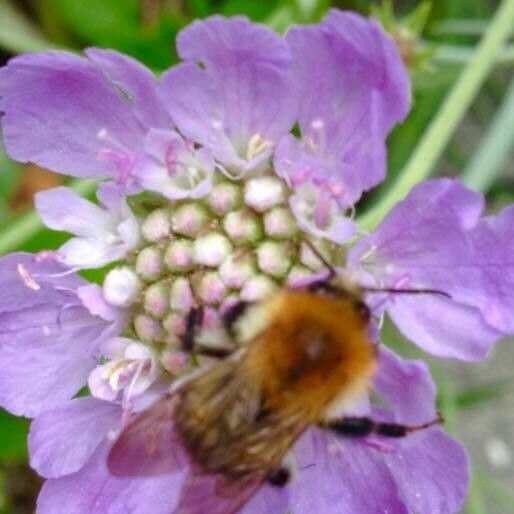 Scabiosa atropurpurea Цветок