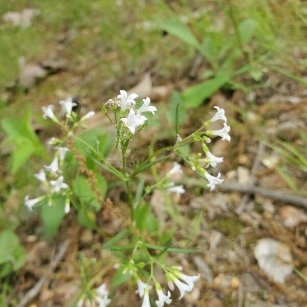 Houstonia longifolia Fiore