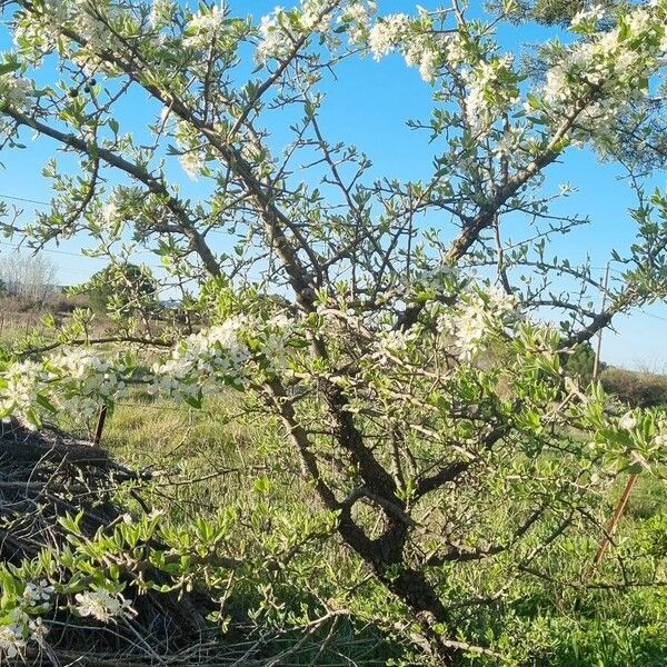 Pyrus spinosa Plante entière