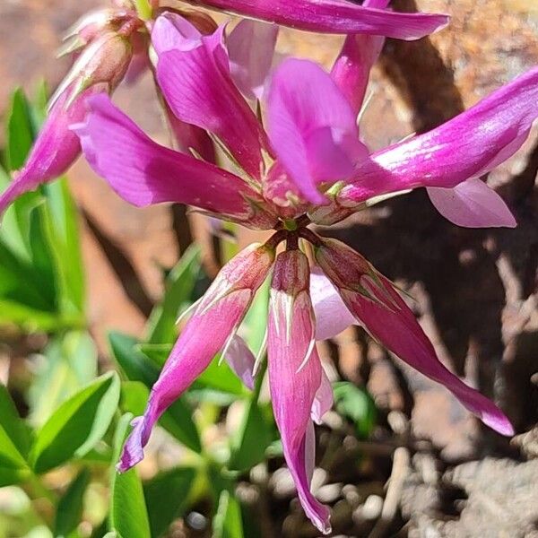 Trifolium alpinum Flower