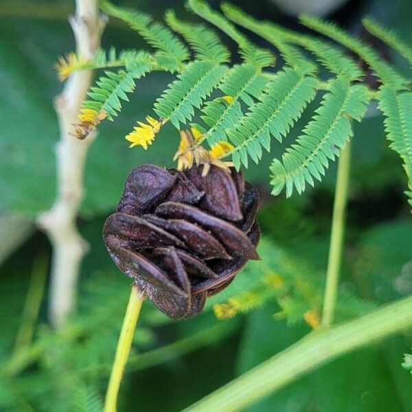 Desmanthus illinoensis Fruit