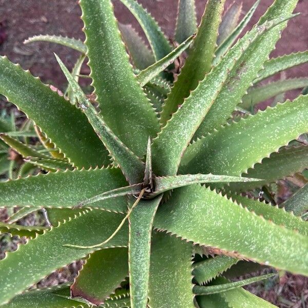 Aloe dawei 葉