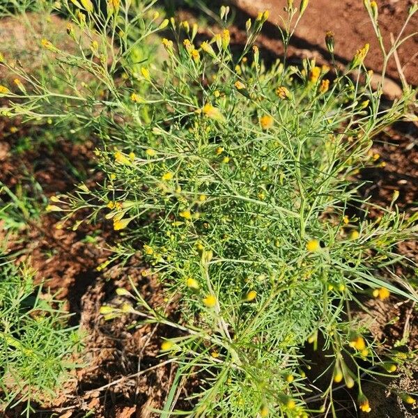 Schkuhria pinnata Flower