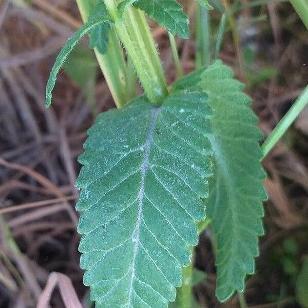 Rhinanthus alectorolophus Leaf