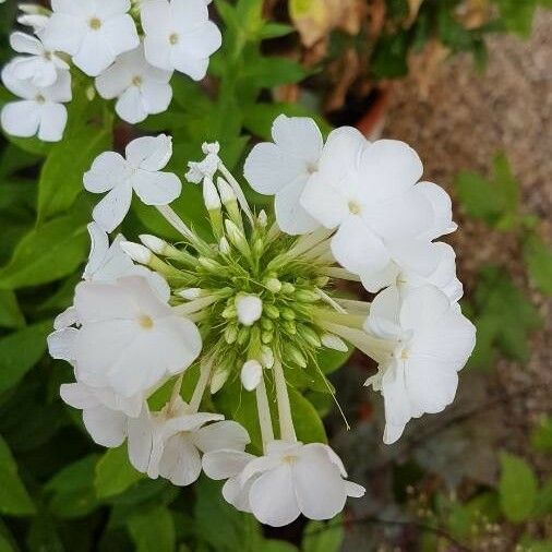Phlox paniculata फूल