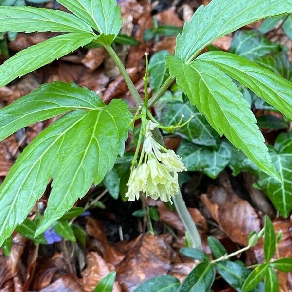 Cardamine enneaphyllos Floare