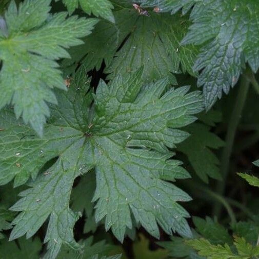 Geranium sylvaticum Leaf