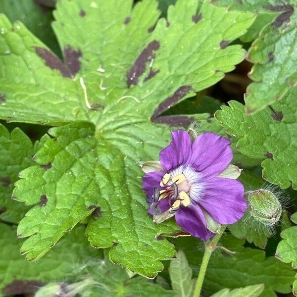 Geranium phaeum Blomst