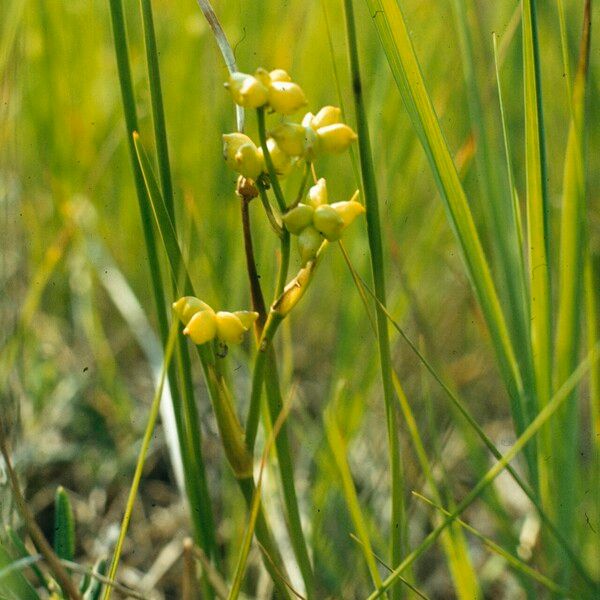 Scheuchzeria palustris Fleur