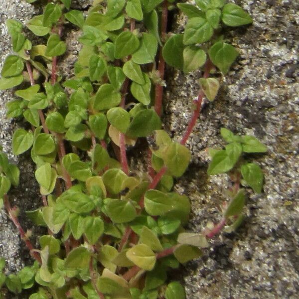 Parietaria lusitanica Feuille