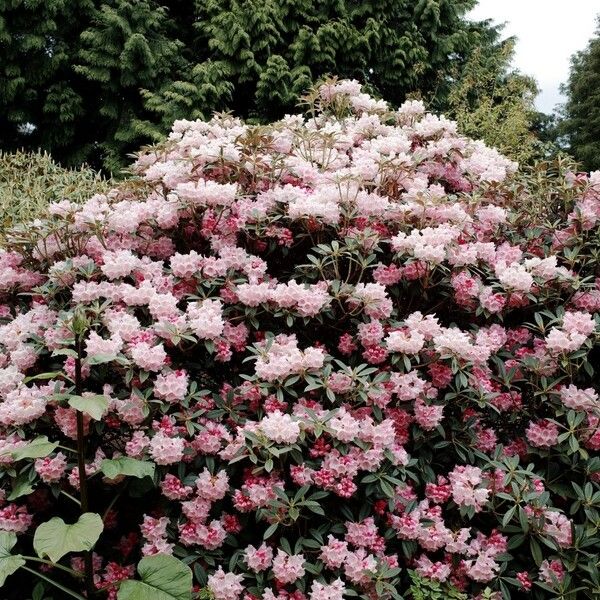 Rhododendron insigne Celota